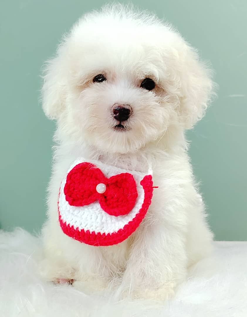Poodle 娉拌开璐靛