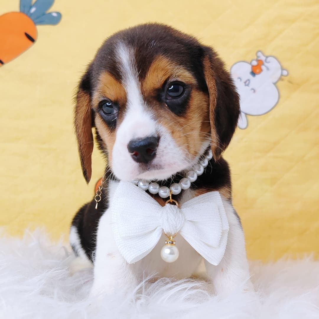 Beagle 米格鲁