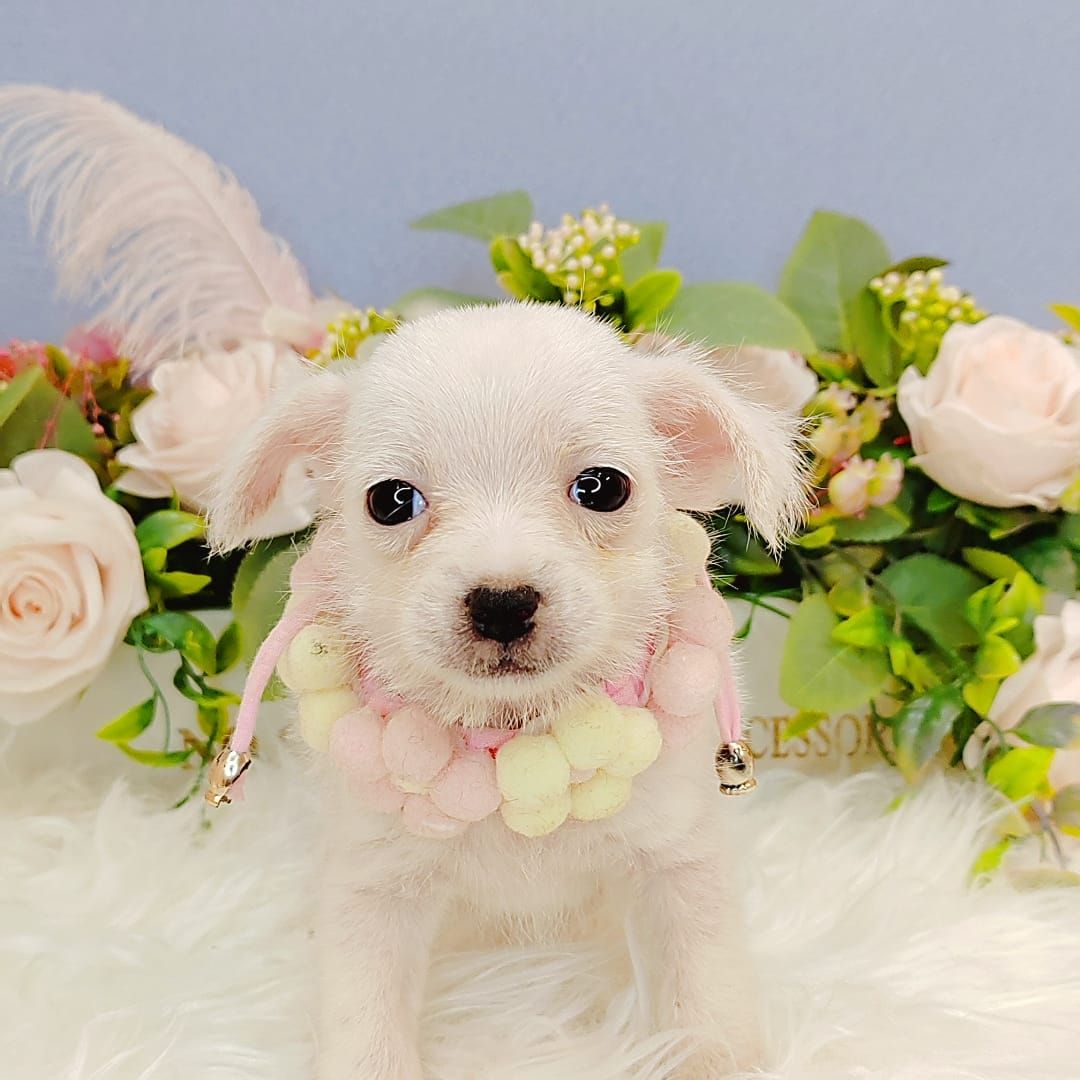 Chihuahua 吉娃娃