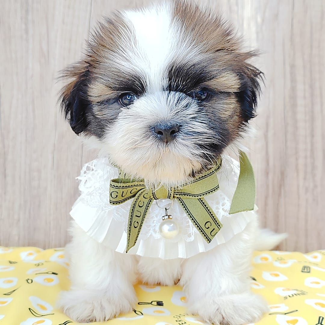 Shih Tzu 西施