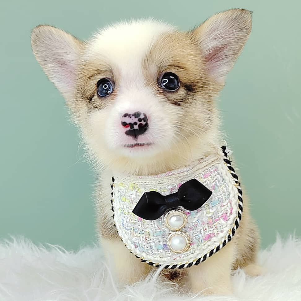 Corgi 柯基