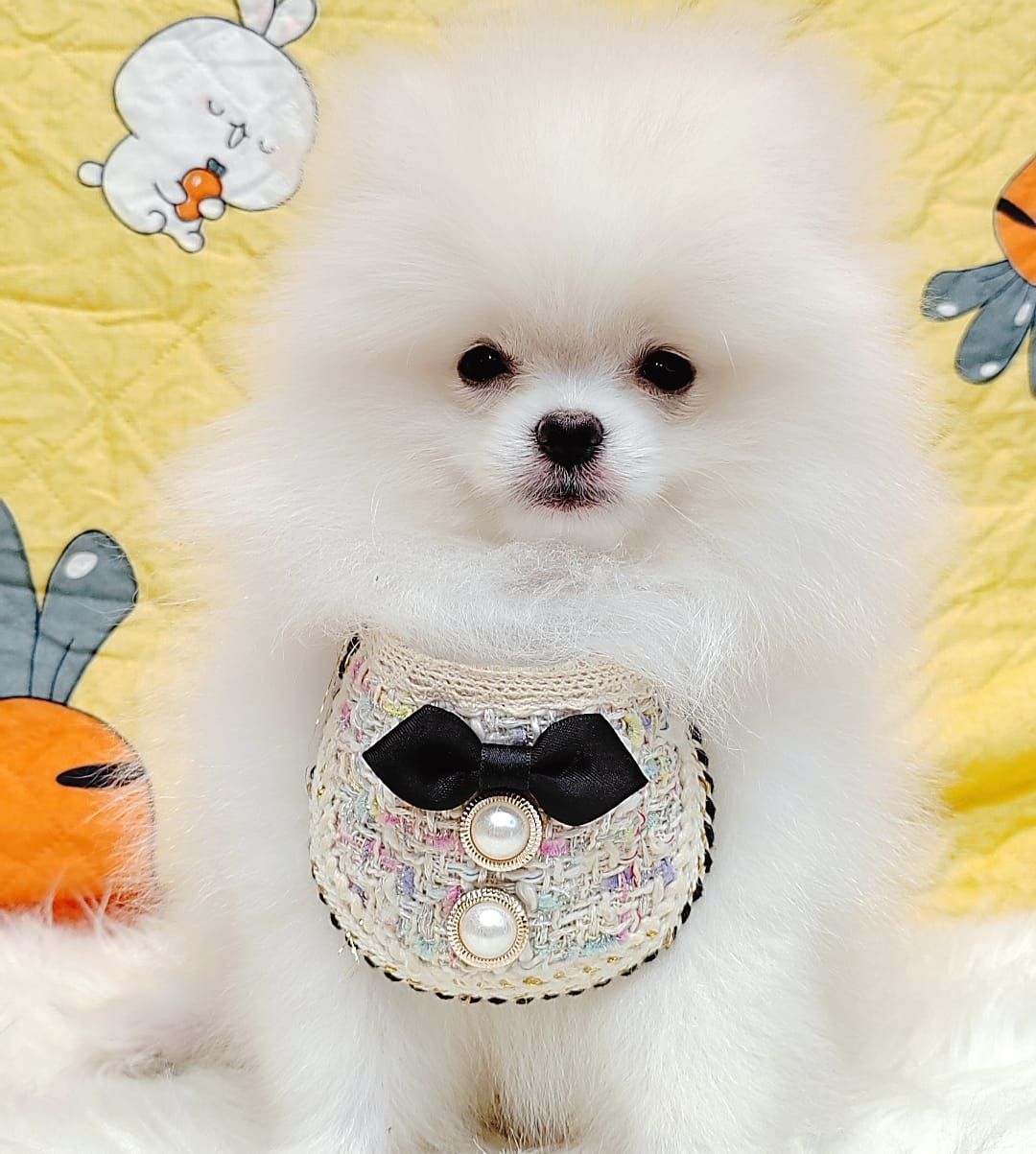 Pomeranian 博美