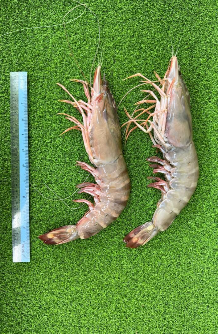 Tiger Prawn