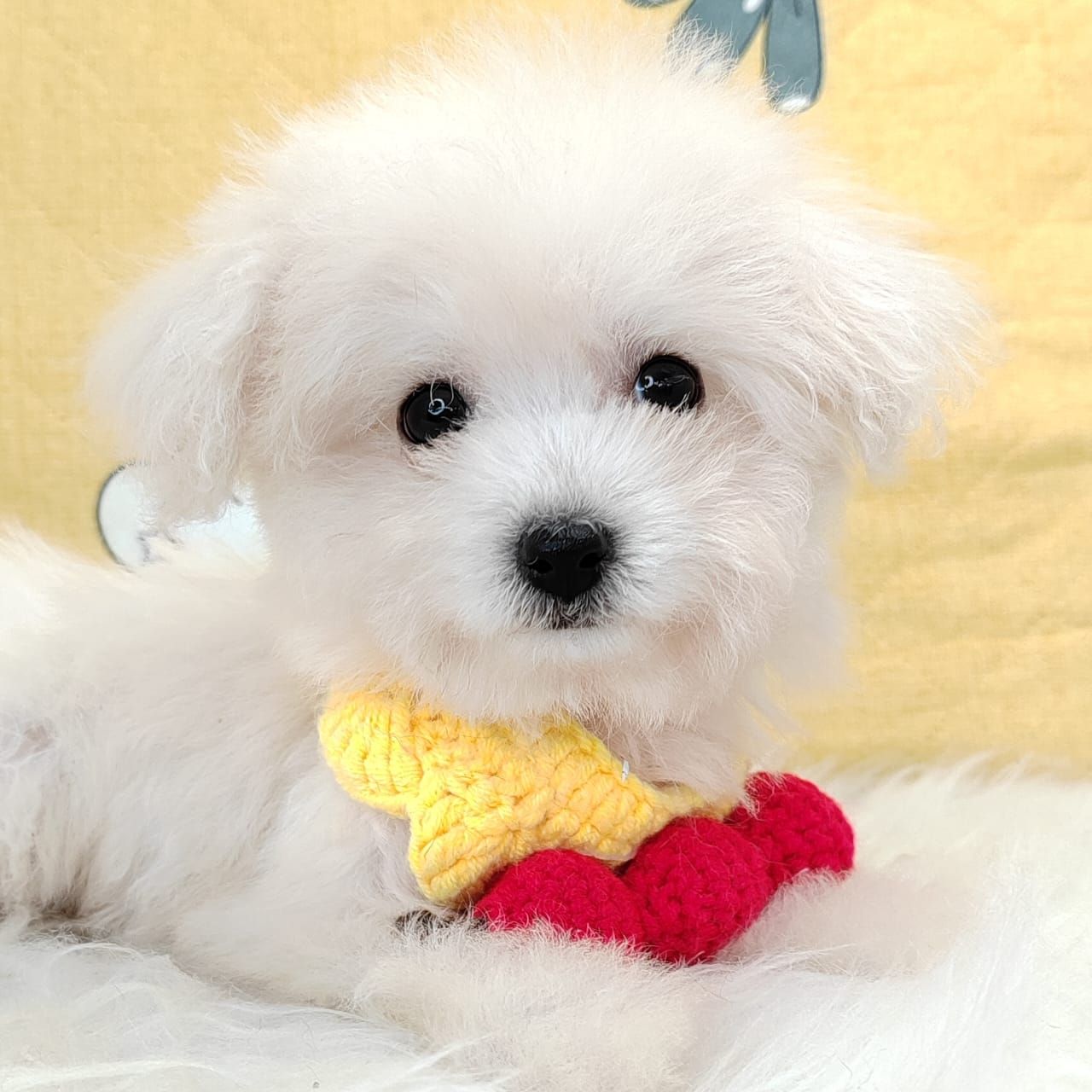 Poochon 泰迪熊