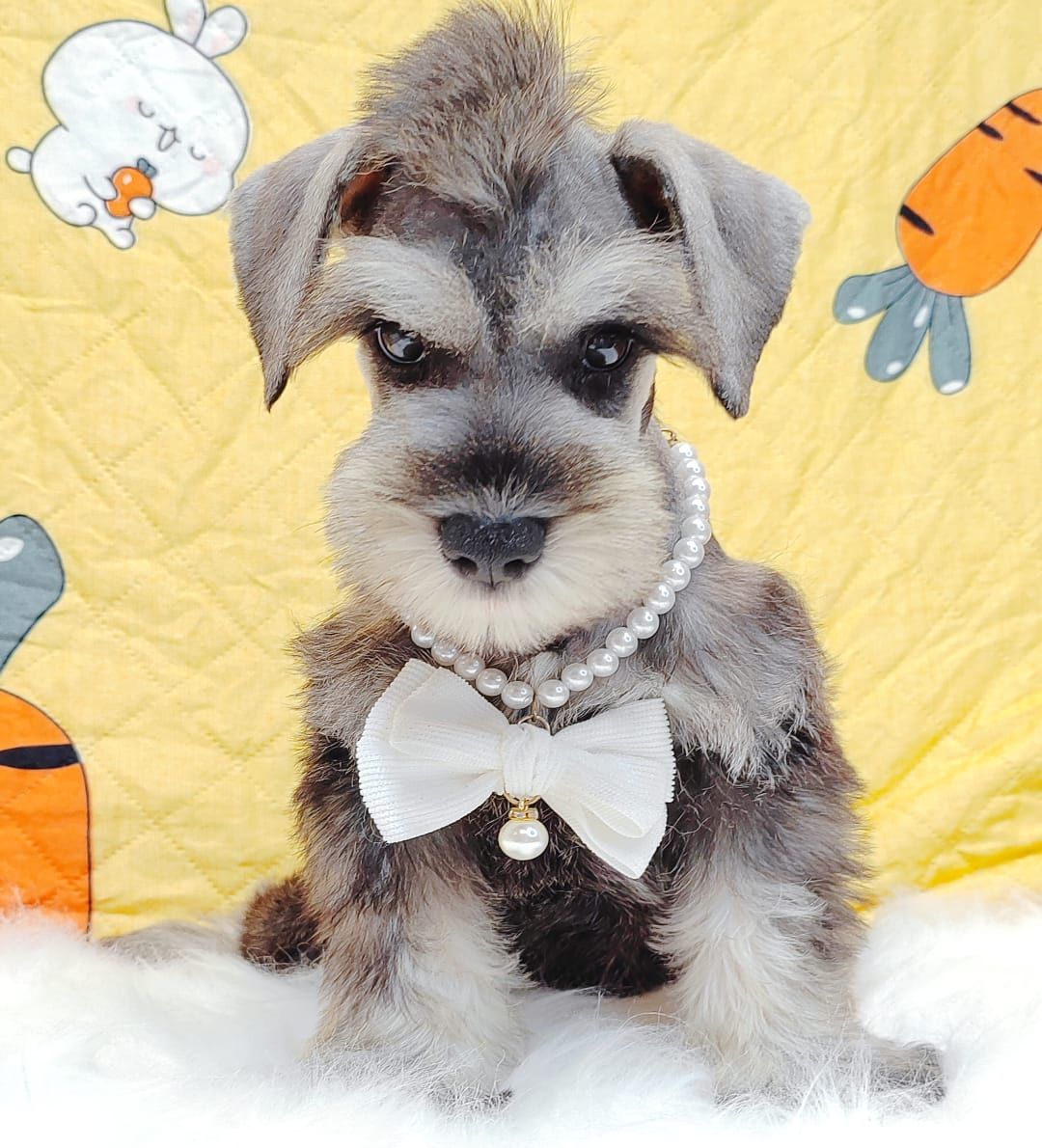 Schnauzer 雪纳瑞
