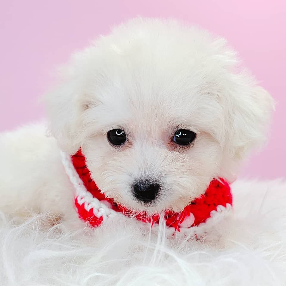 Maltipoo 马尔泰迪