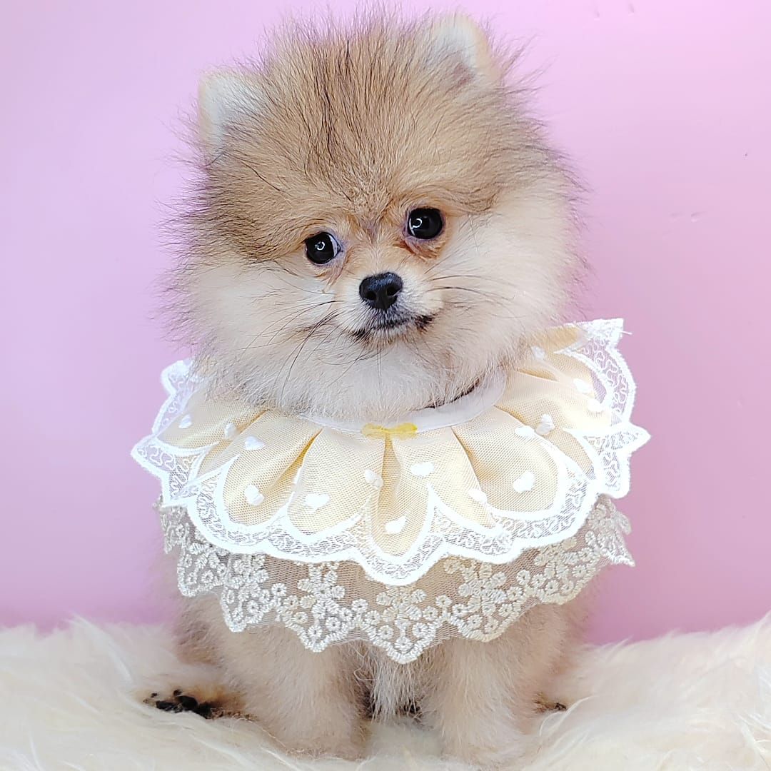 Pomeranian 博美