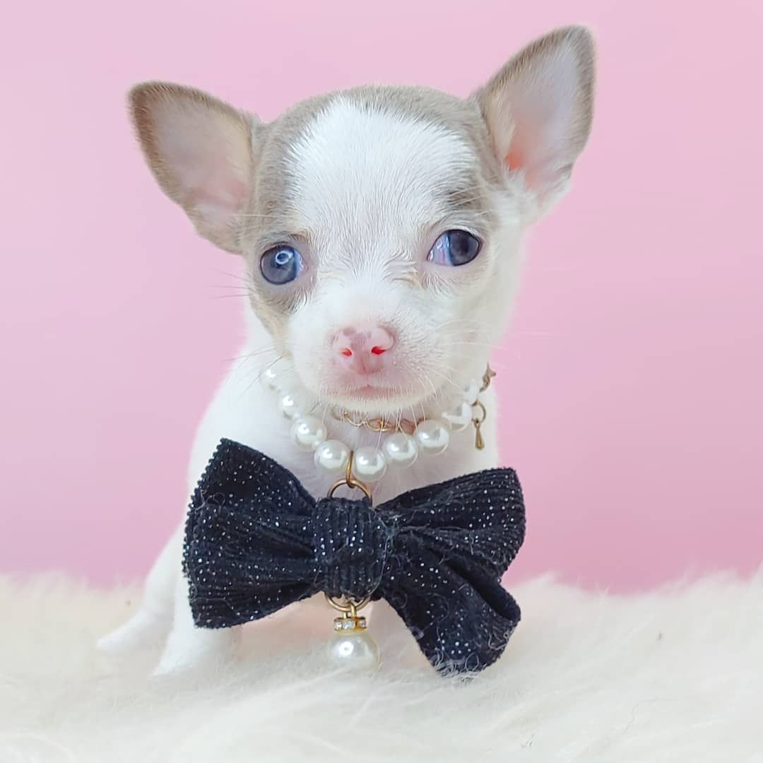 Chihuahua 吉娃娃