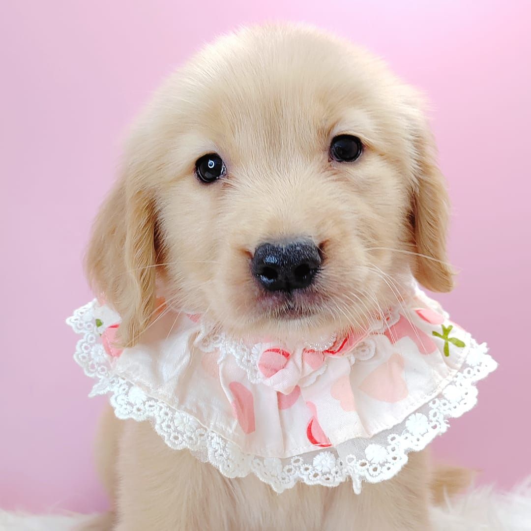 Golden Retriever 黄金猎犬