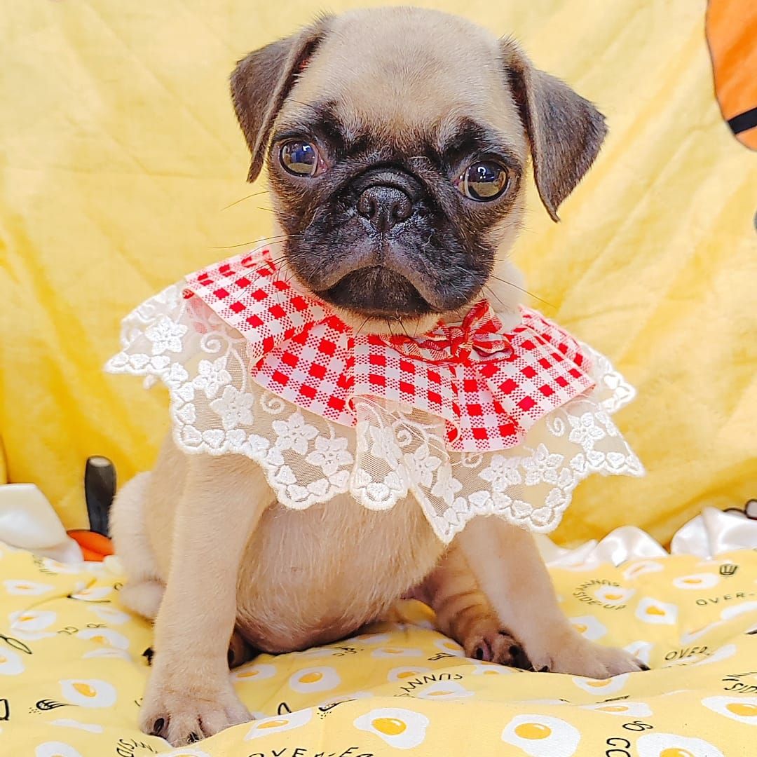  Pug 巴哥