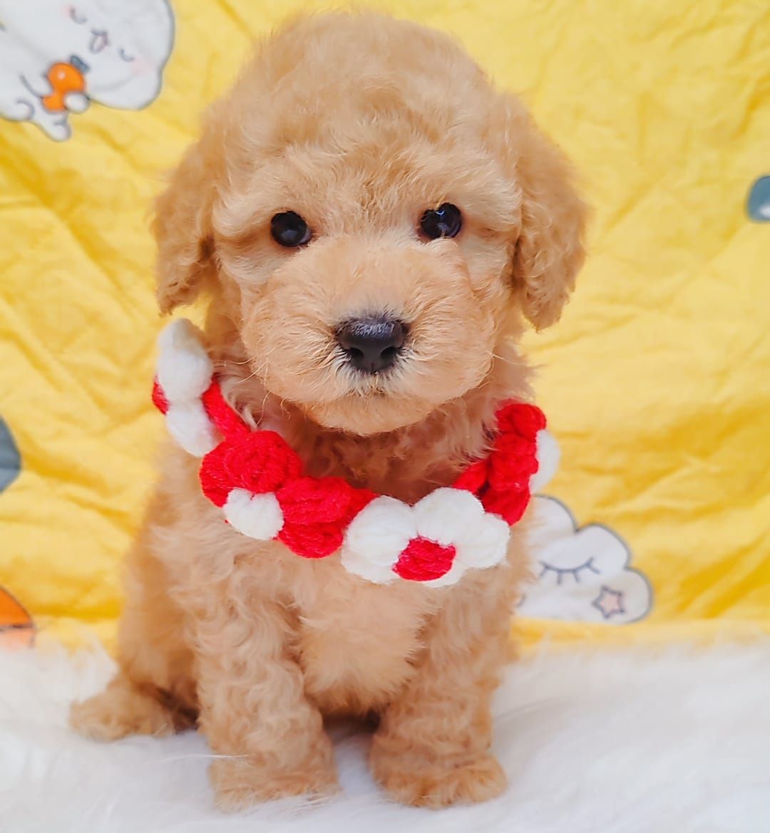 Poodle 娉拌开璐靛