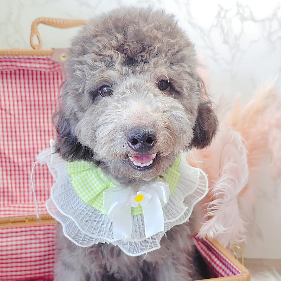 Poodle 娉拌开璐靛