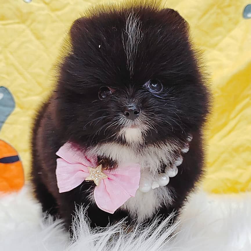 Pomeranian 博美
