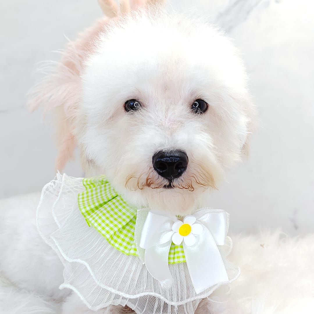 Poodle 娉拌开璐靛