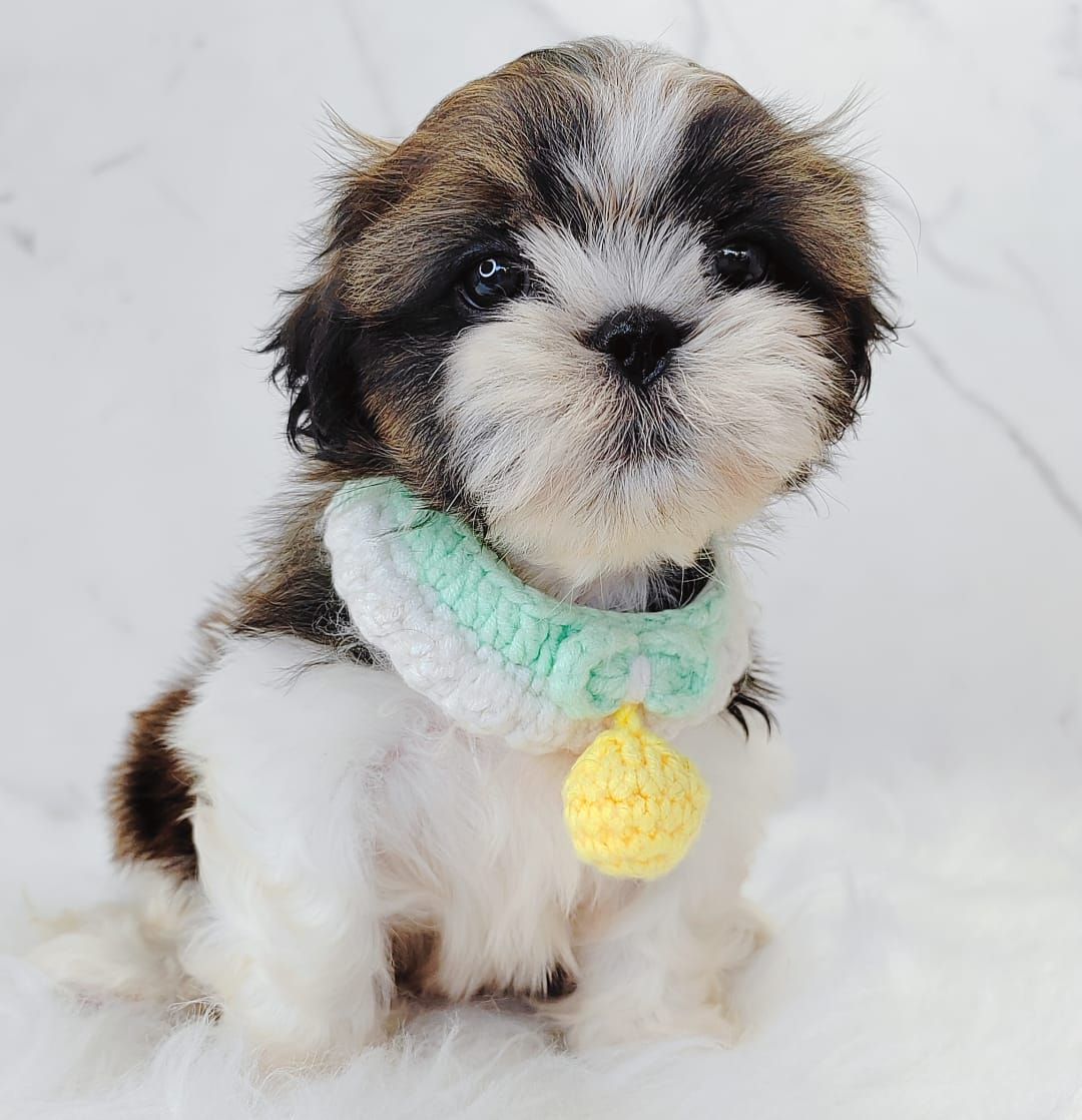 Shih Tzu 西施