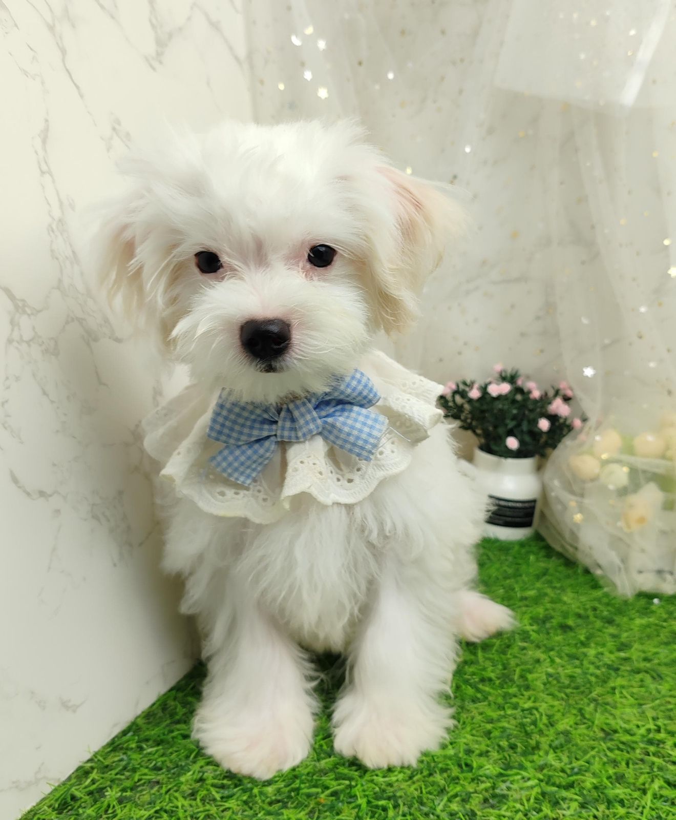 Maltipoo 马尔泰迪