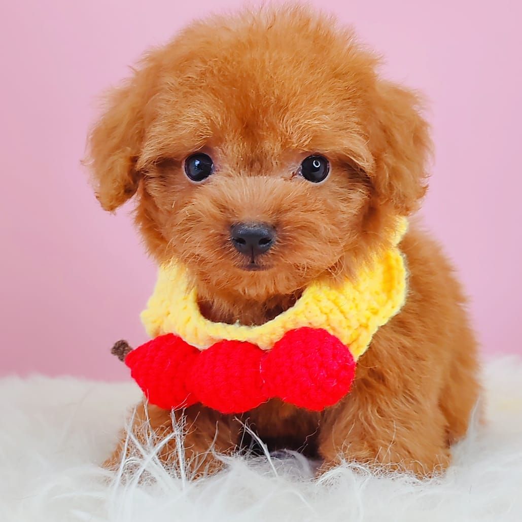Poodle 娉拌开璐靛