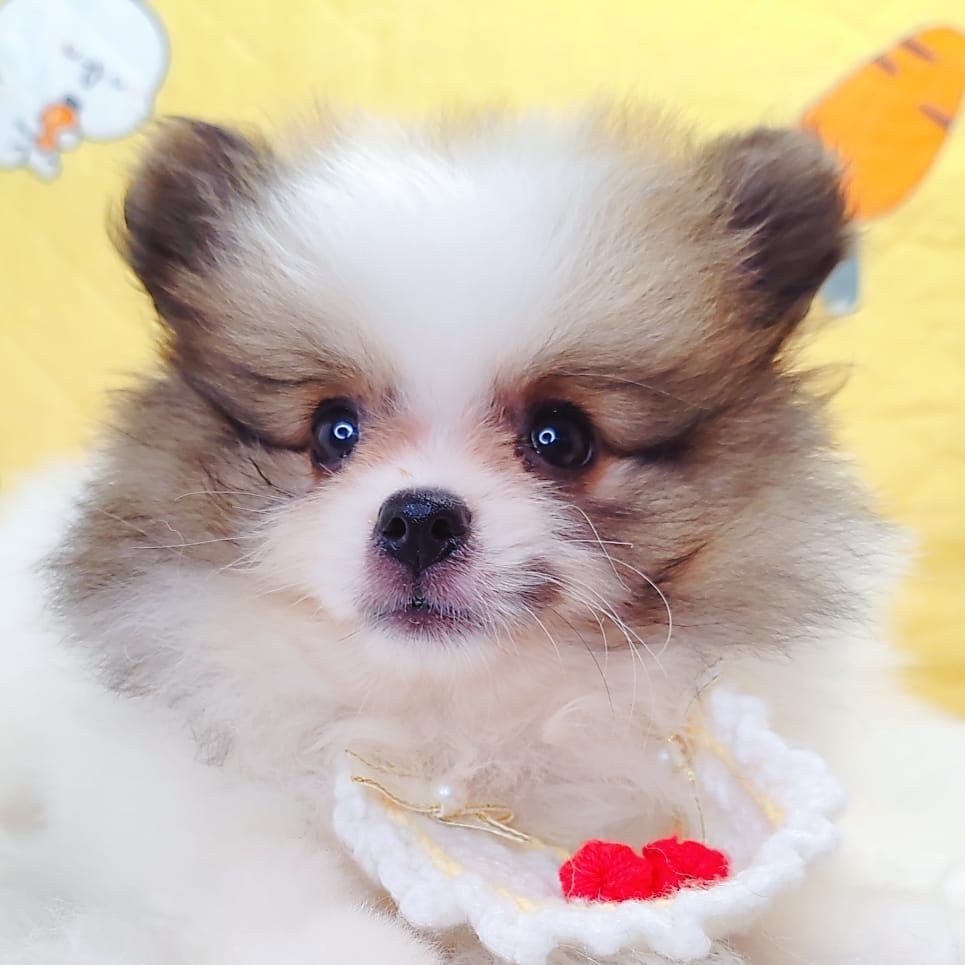Pomeranian 博美