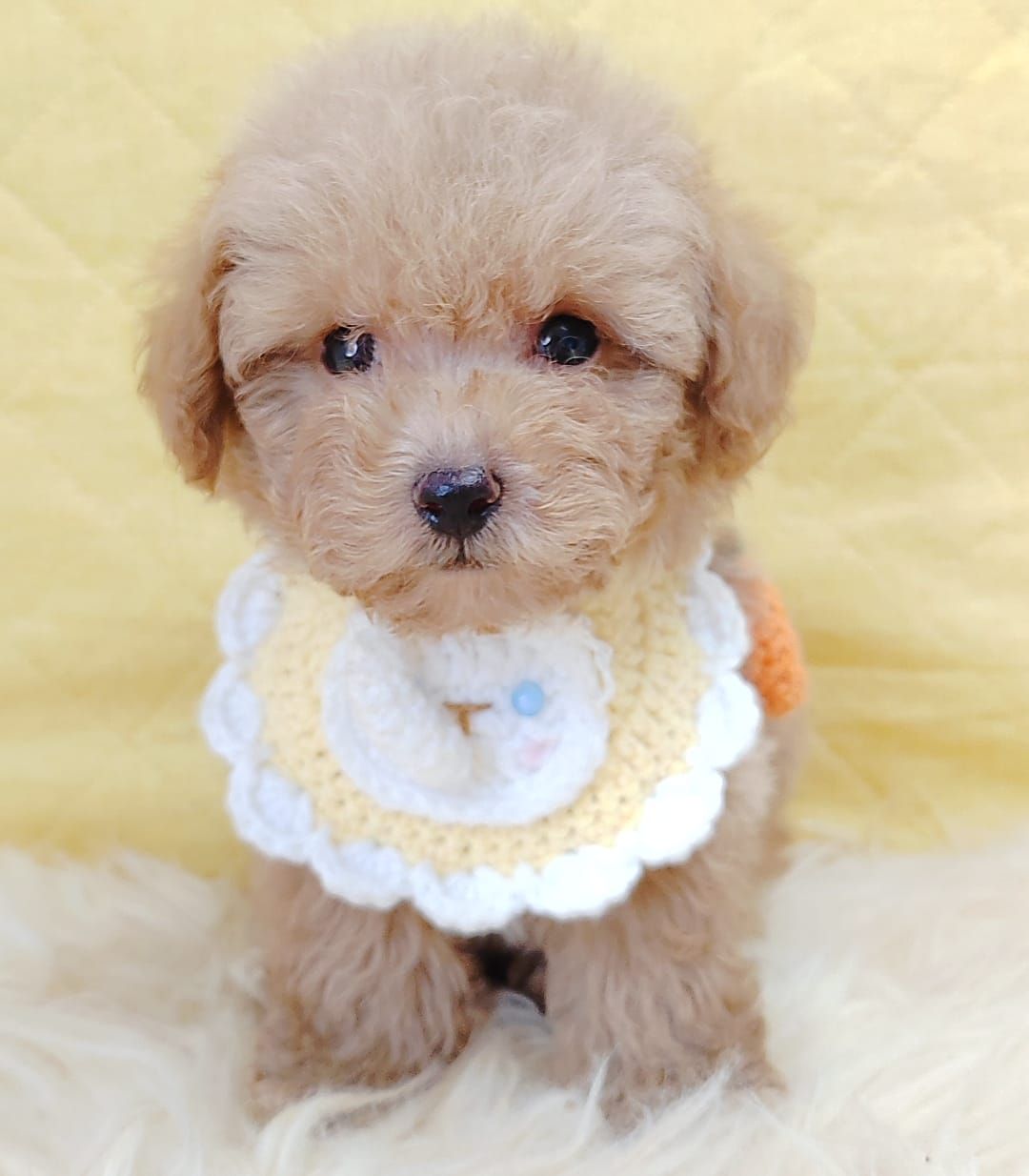 Poodle 娉拌开璐靛