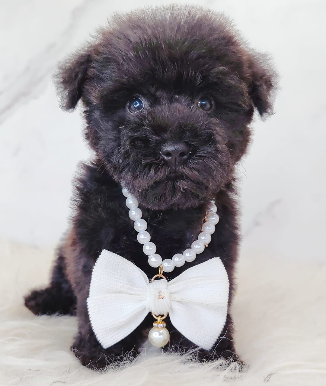 Poodle 娉拌开璐靛