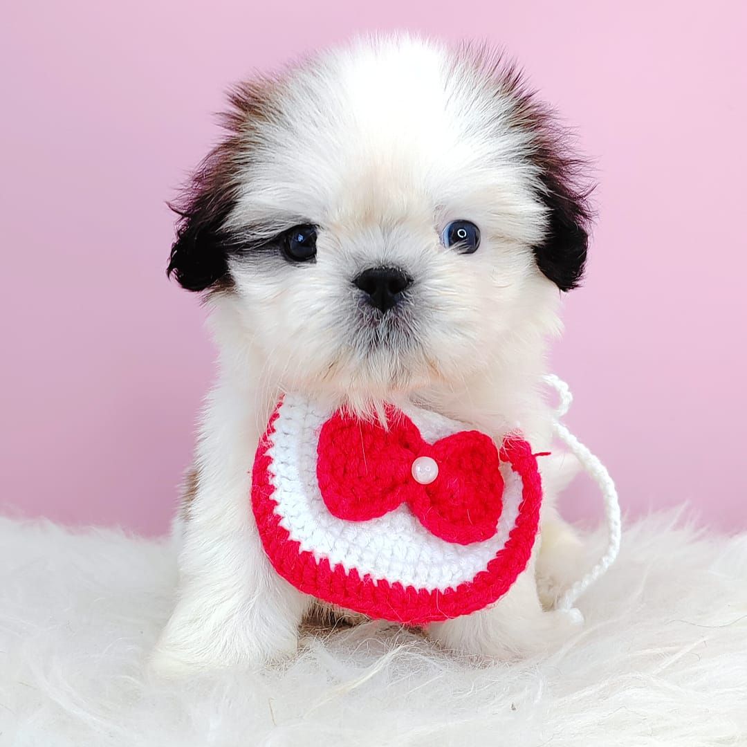 Shih Tzu 西施