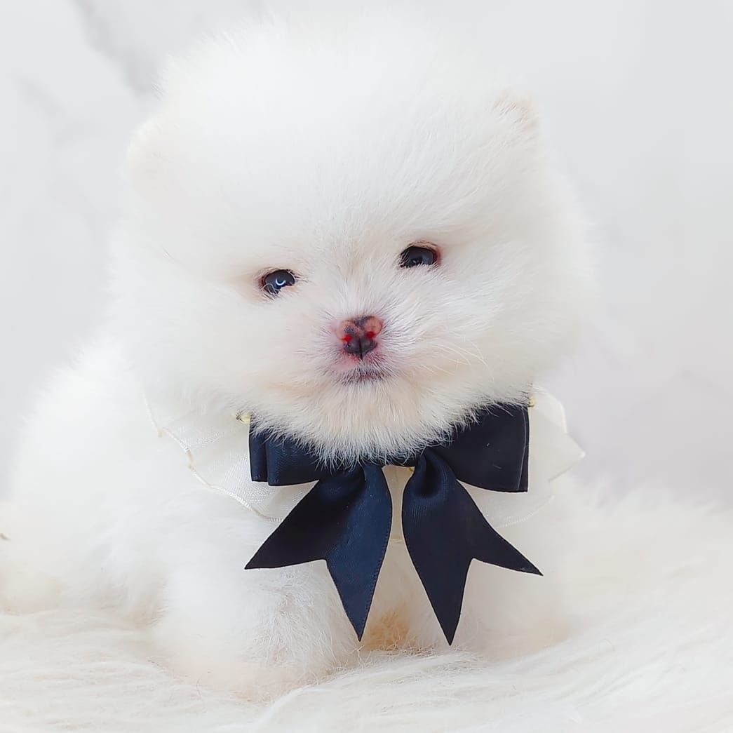 Pomeranian 博美