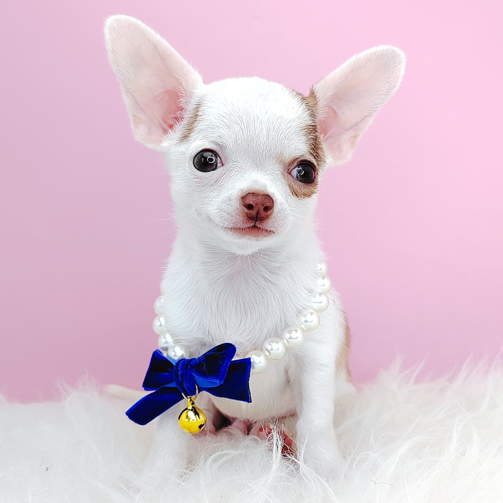 Chihuahua 吉娃娃