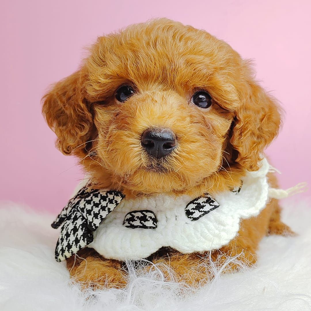 Poodle 娉拌开璐靛