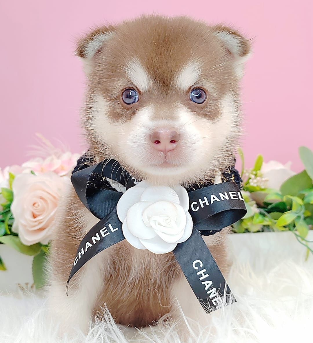 Pomsky 博士奇