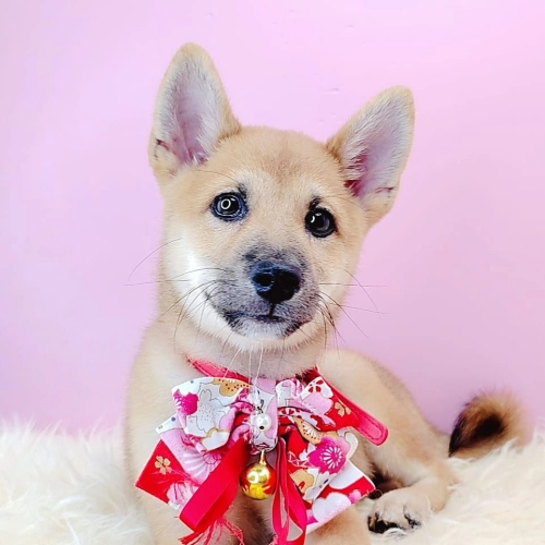  Shiba Inu Ȯ - FURGATHER DESTINY PET HOUSE