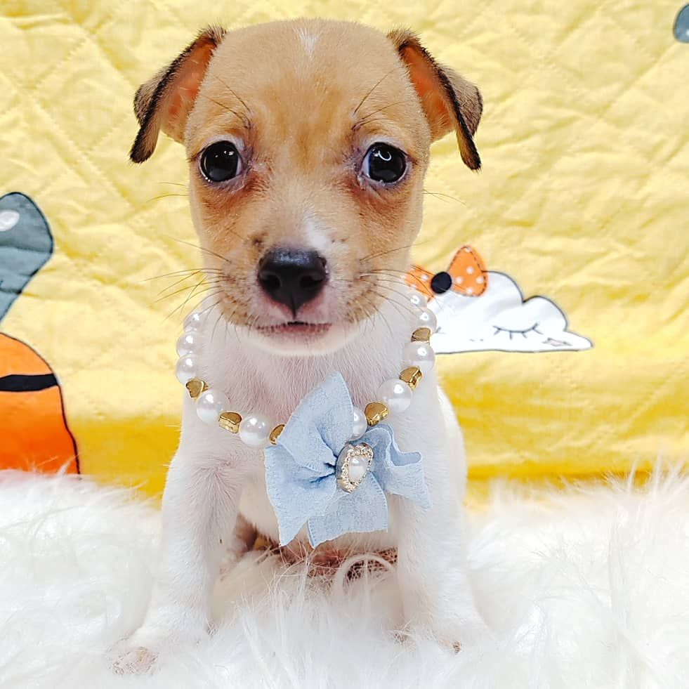 Jack Russell Terrier 杰克罗素梗