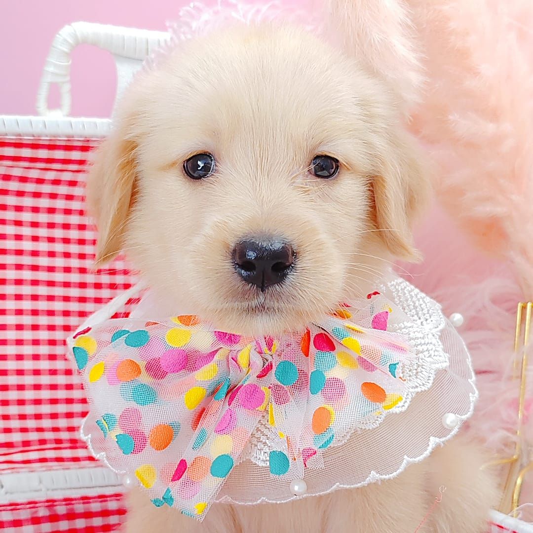 Golden Retriever 黄金猎犬