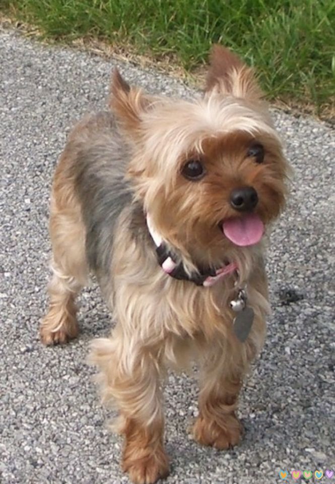 Yorkshire Terrier 约克夏