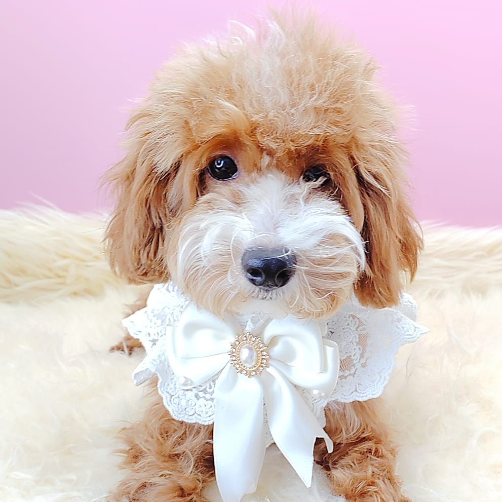 Maltipoo 马尔泰迪