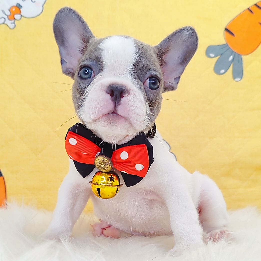 French Bulldog 法斗