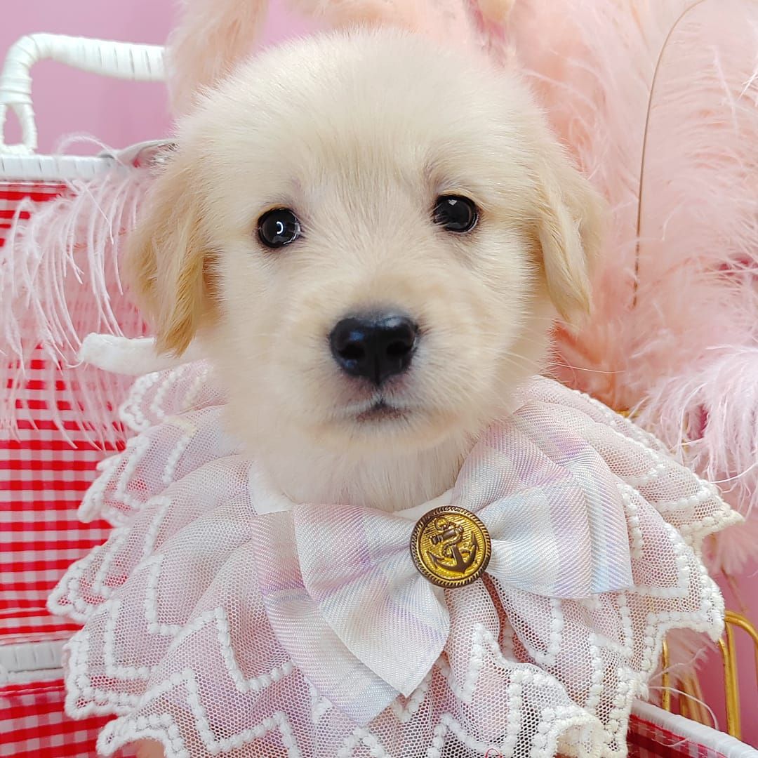 Golden Retriever 黄金猎犬