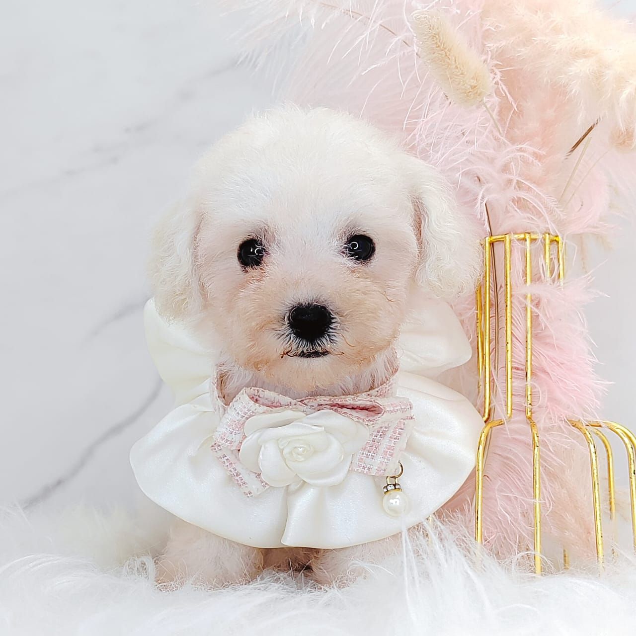 Maltipoo 马尔泰迪