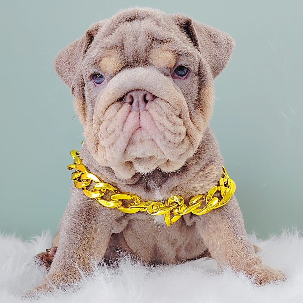 English Bulldog 英斗