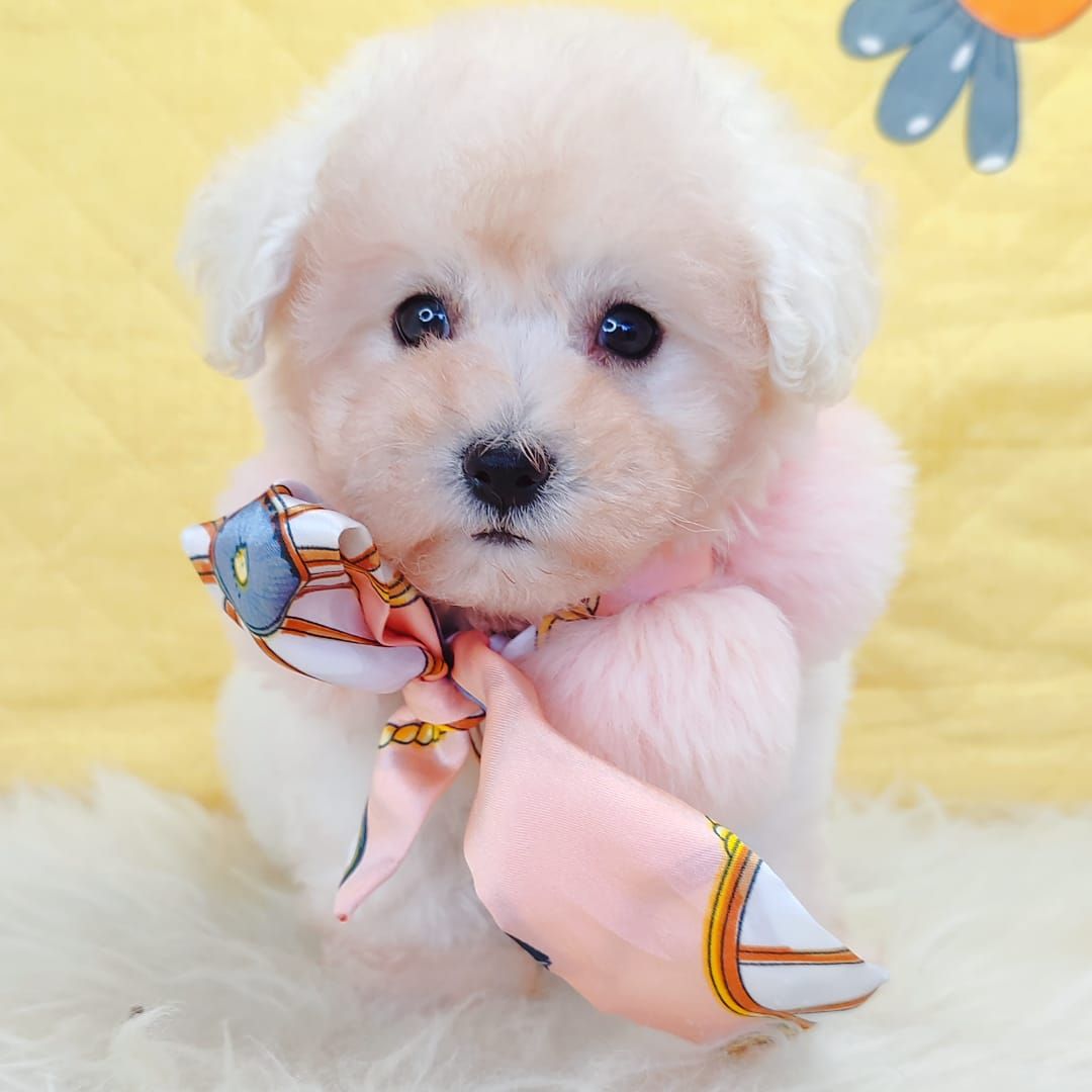 Bichon 比熊