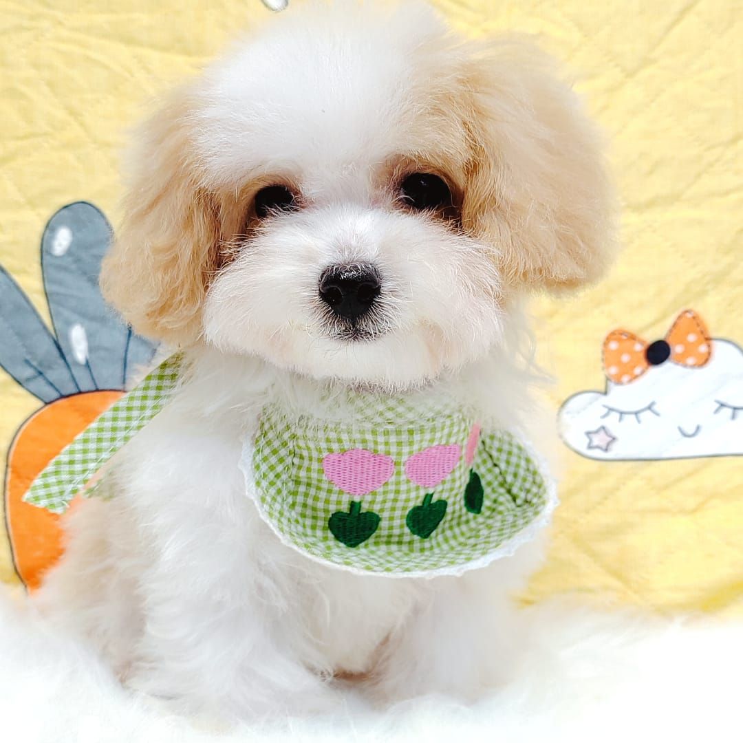 Maltipoo 马尔泰迪