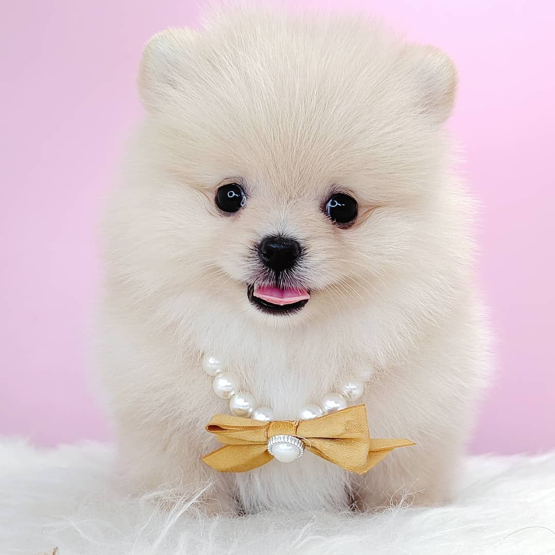 Pomeranian 博美