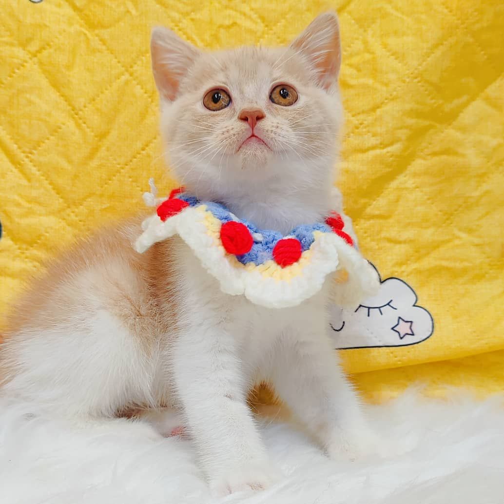 British Short Hair ( BSH ) 英短猫咪