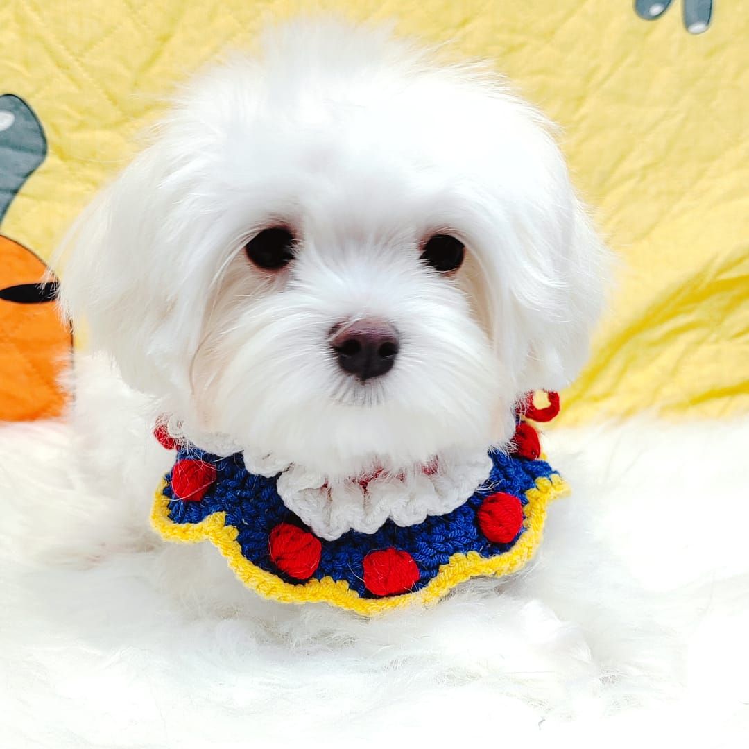 Maltese 马尔济斯