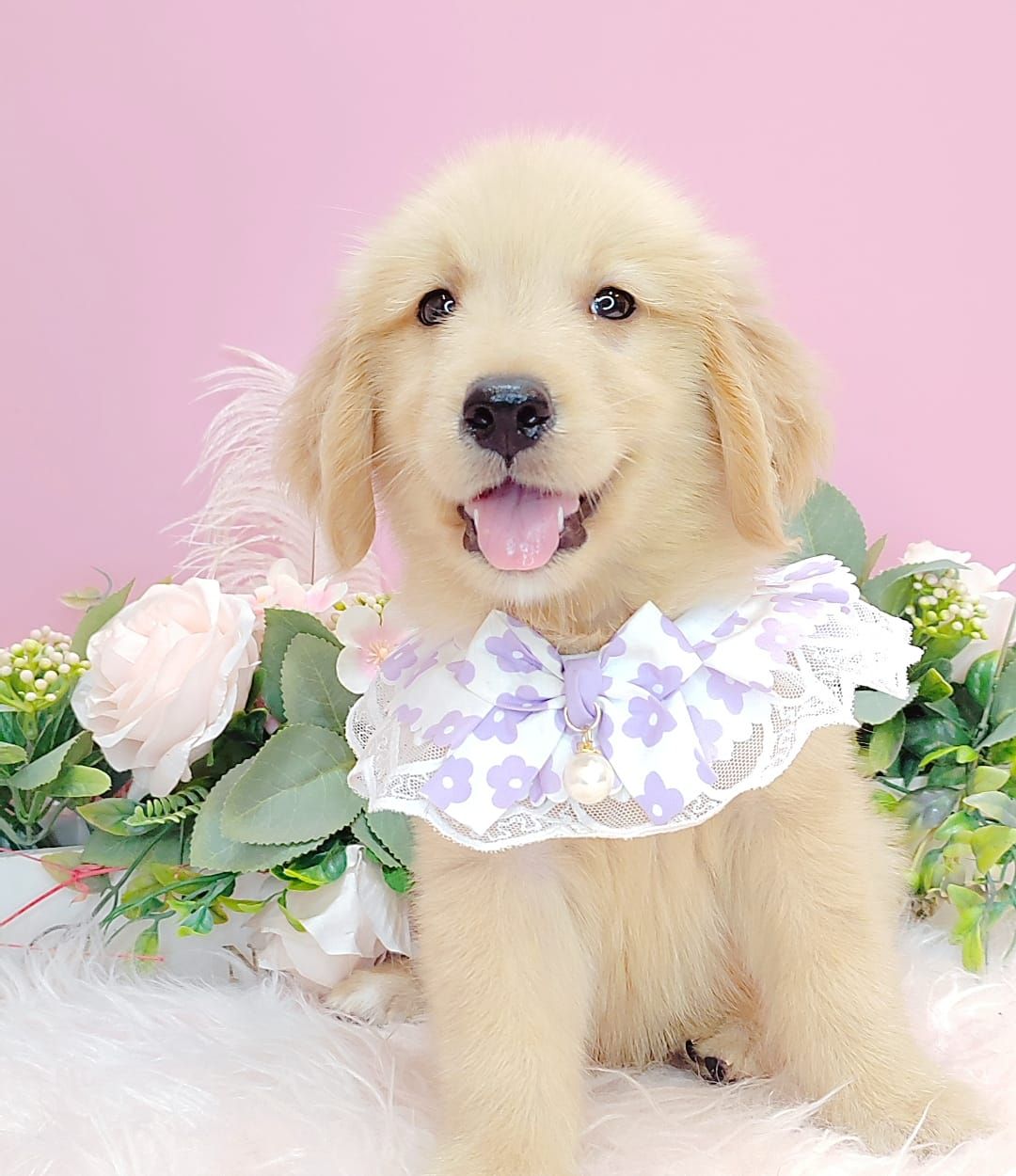 Golden Retriever 黄金猎犬
