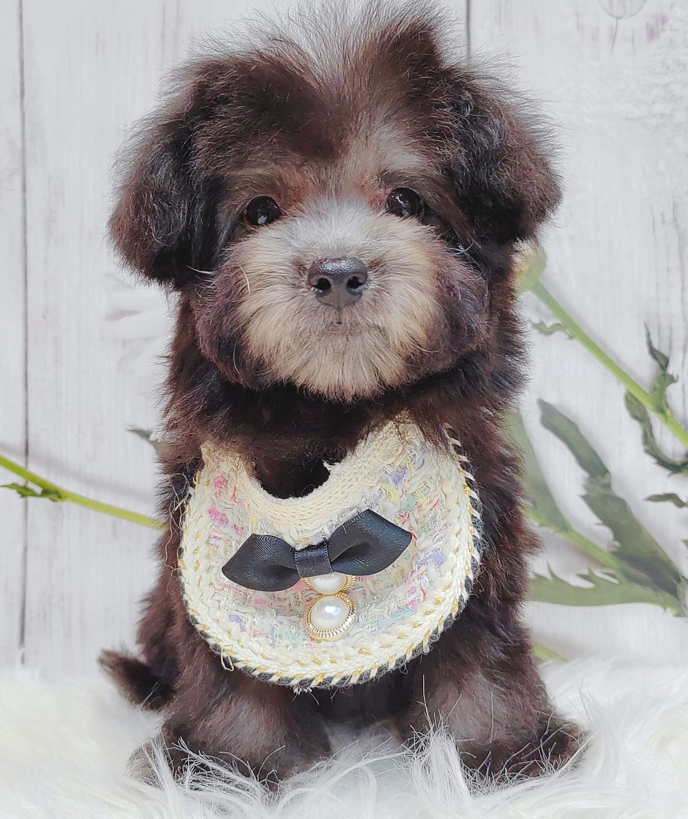 Poodle 璐靛娉拌开