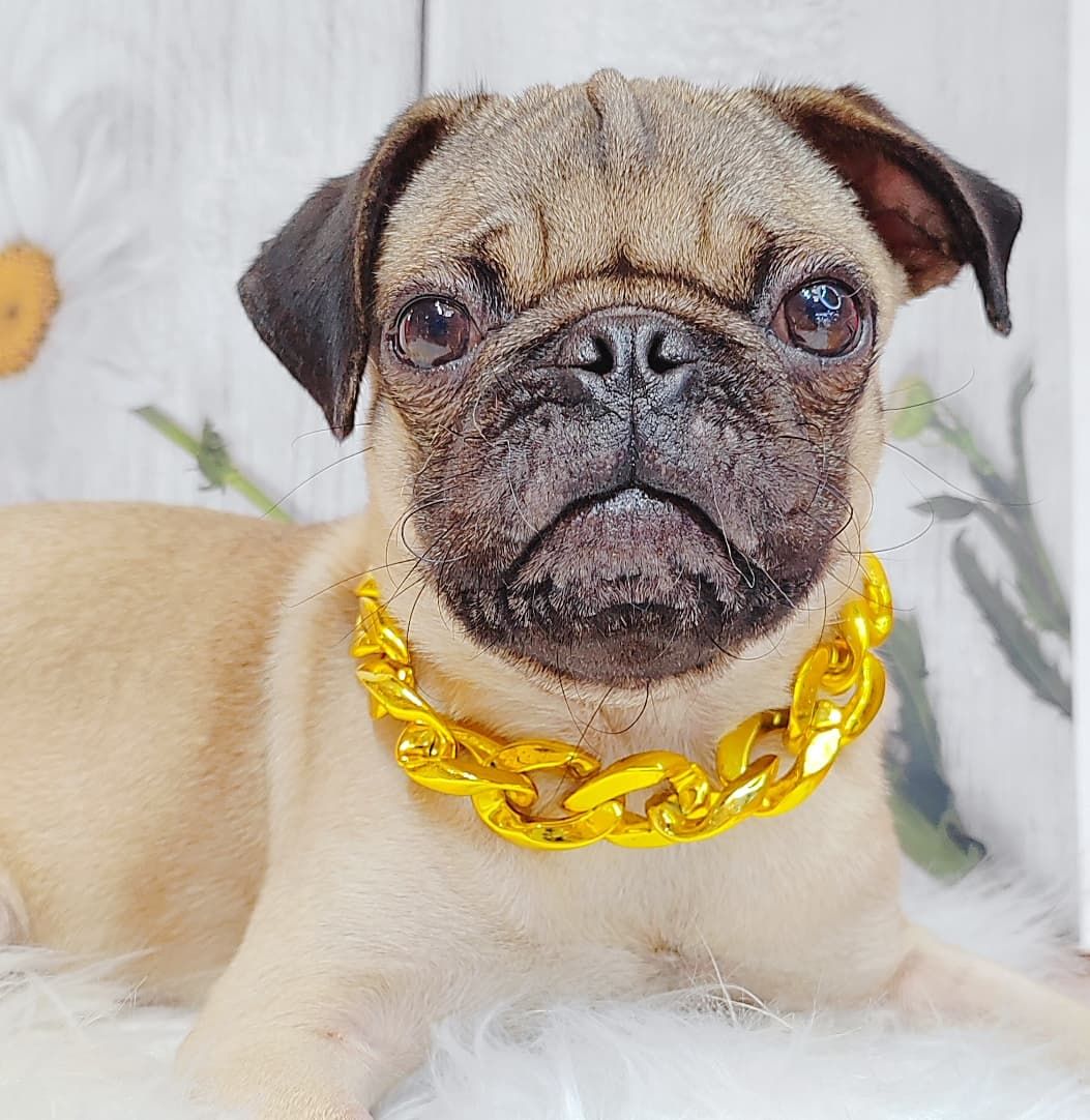 Pug 巴哥