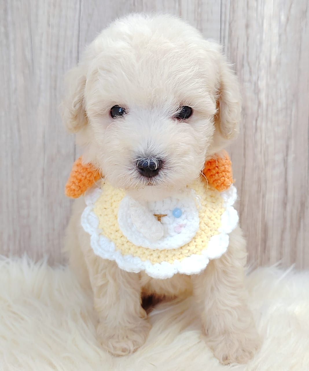 Poodle 娉拌开璐靛