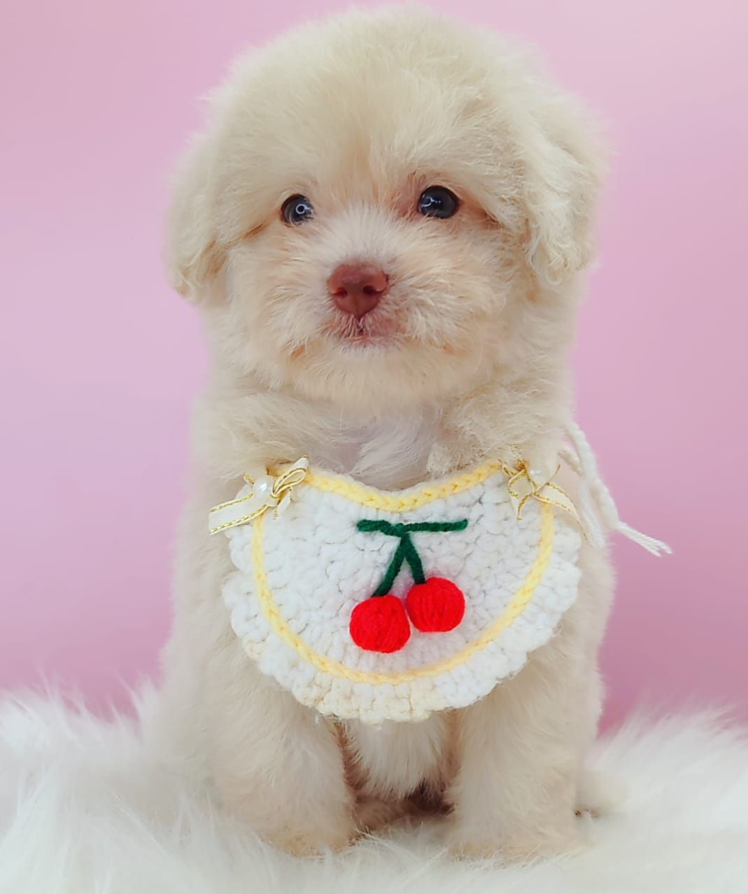 Maltipoo 马尔泰迪