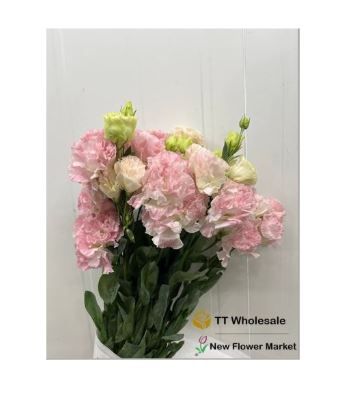 Shop Fresh Eustoma Flowers – Delicate, Elegant, and Farm-Fresh