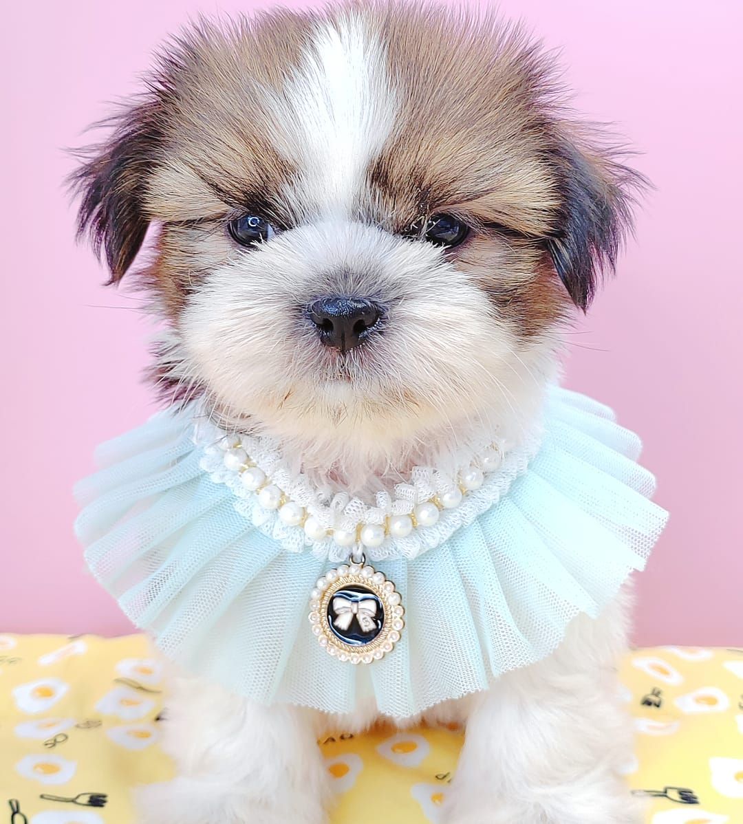 Shih Tzu 西施